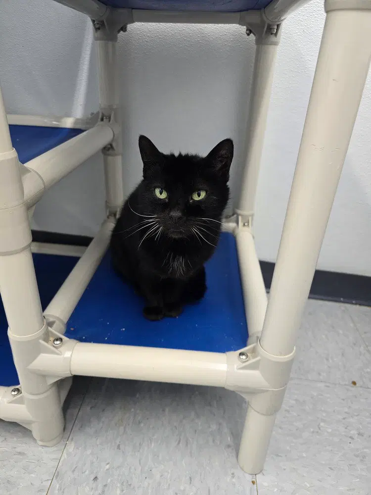 Lucky Lady, an adult female cat up for adoption