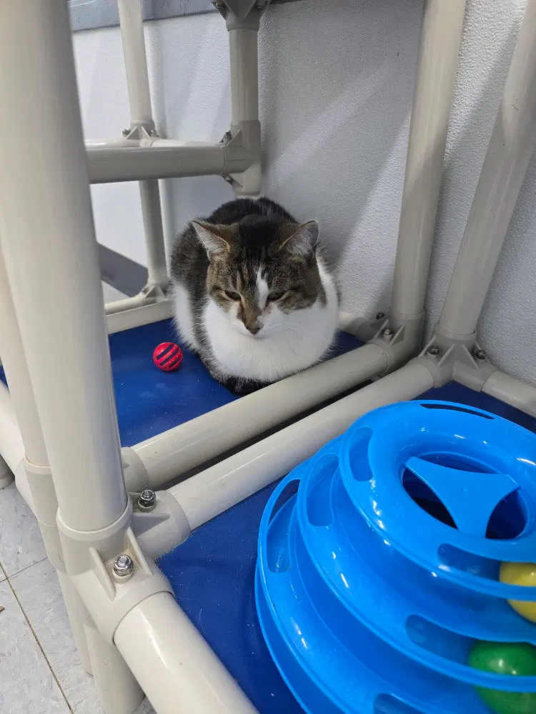 Mr. Simon Jones, an adult male cat up for adoption