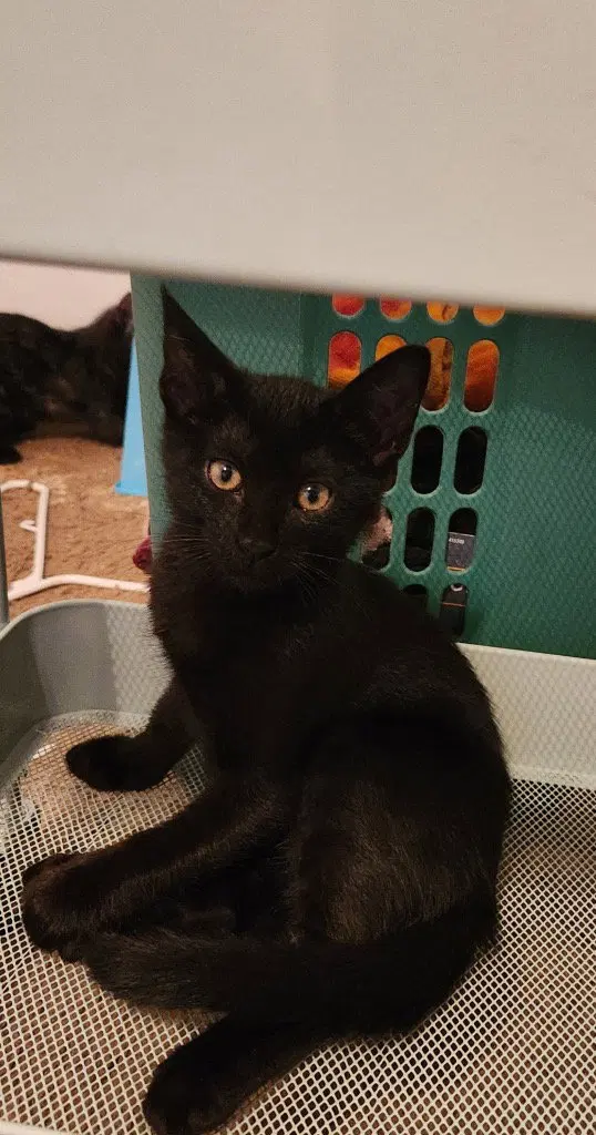 Bear, a male kitten up for adoption