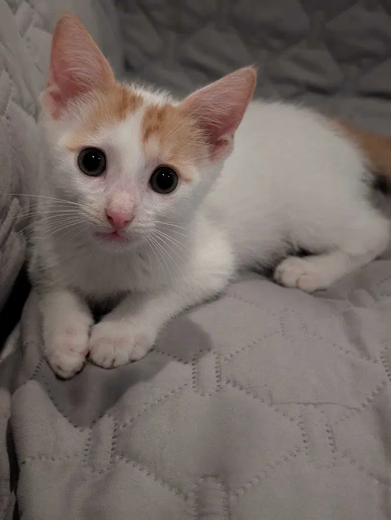 Samson, a male Tabby kitten up for adoption
