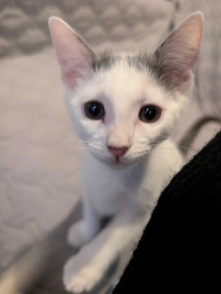 Delilah, a female Tabby kitten up for adoption