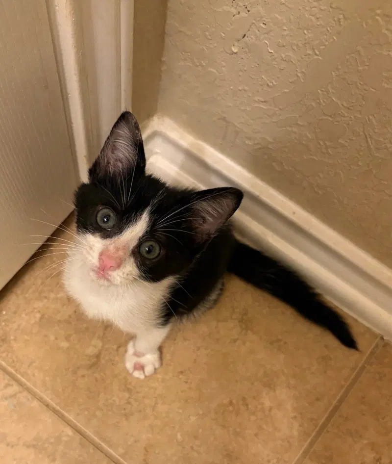 Monster Truck, a male kitten up for adoption