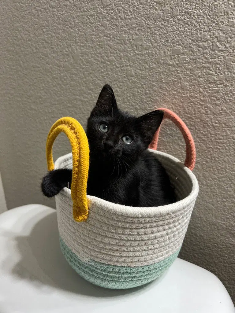 Boo, a female kitten up for adoption
