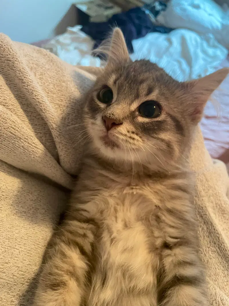 Joey, a male kitten up for adoption